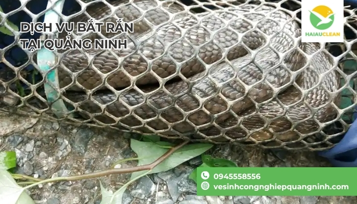 Dich-vu-bat-ran-chuyen-nghiep