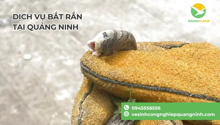 Don-vi-bat-ran-tan-noi