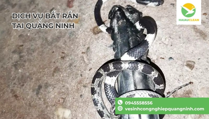 Tho-bat-ran-tai-Quang-Ninh