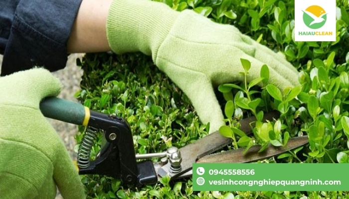 cham-soc-canh-quan-nha-may
