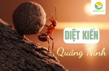 diet-kien